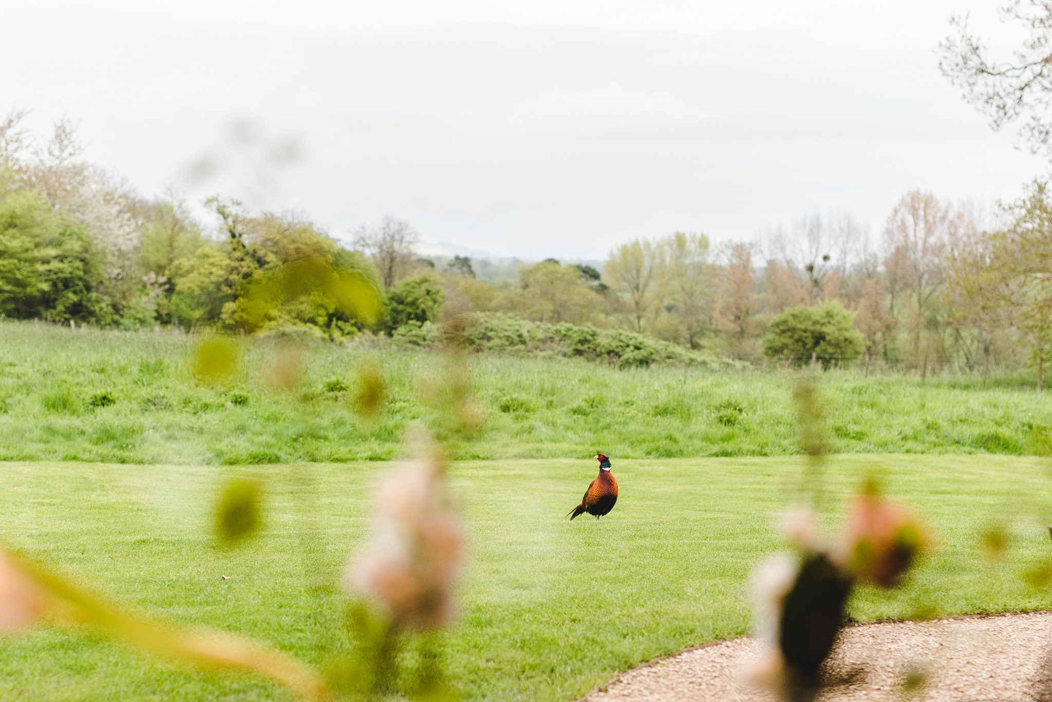 Pheasant at Elmore Court