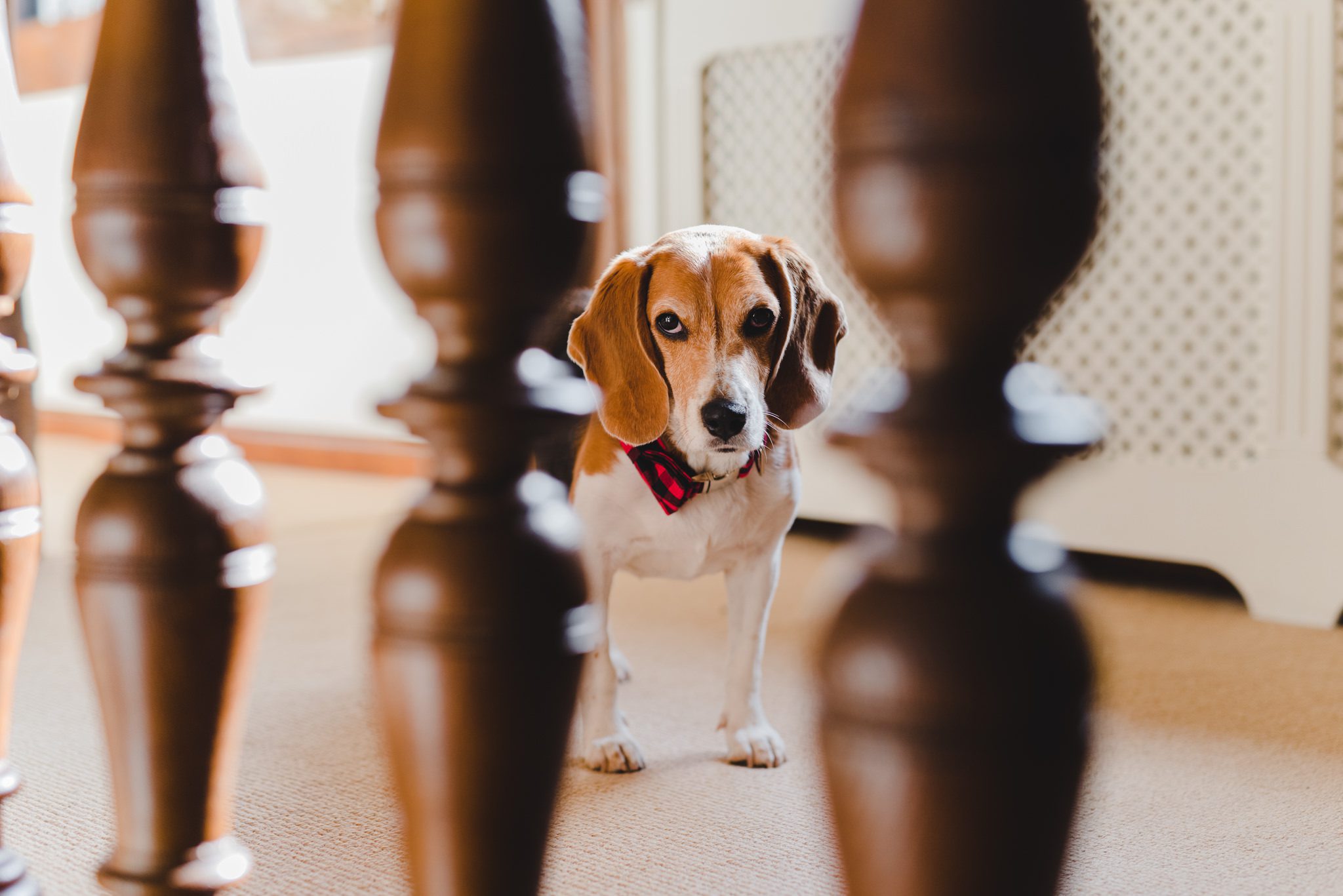 A dog at a wedding