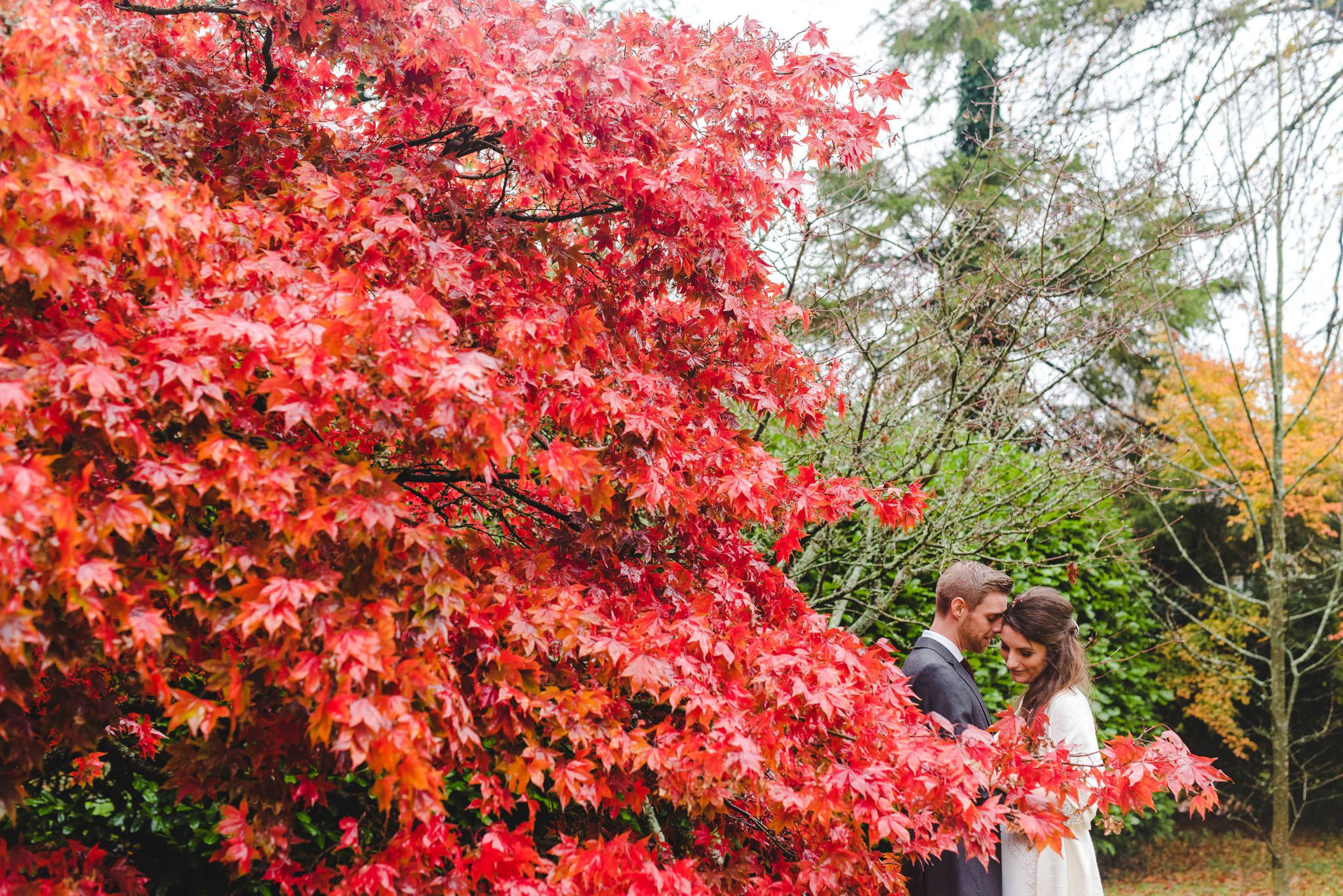 An autumnal picture at Matara with a red Acer