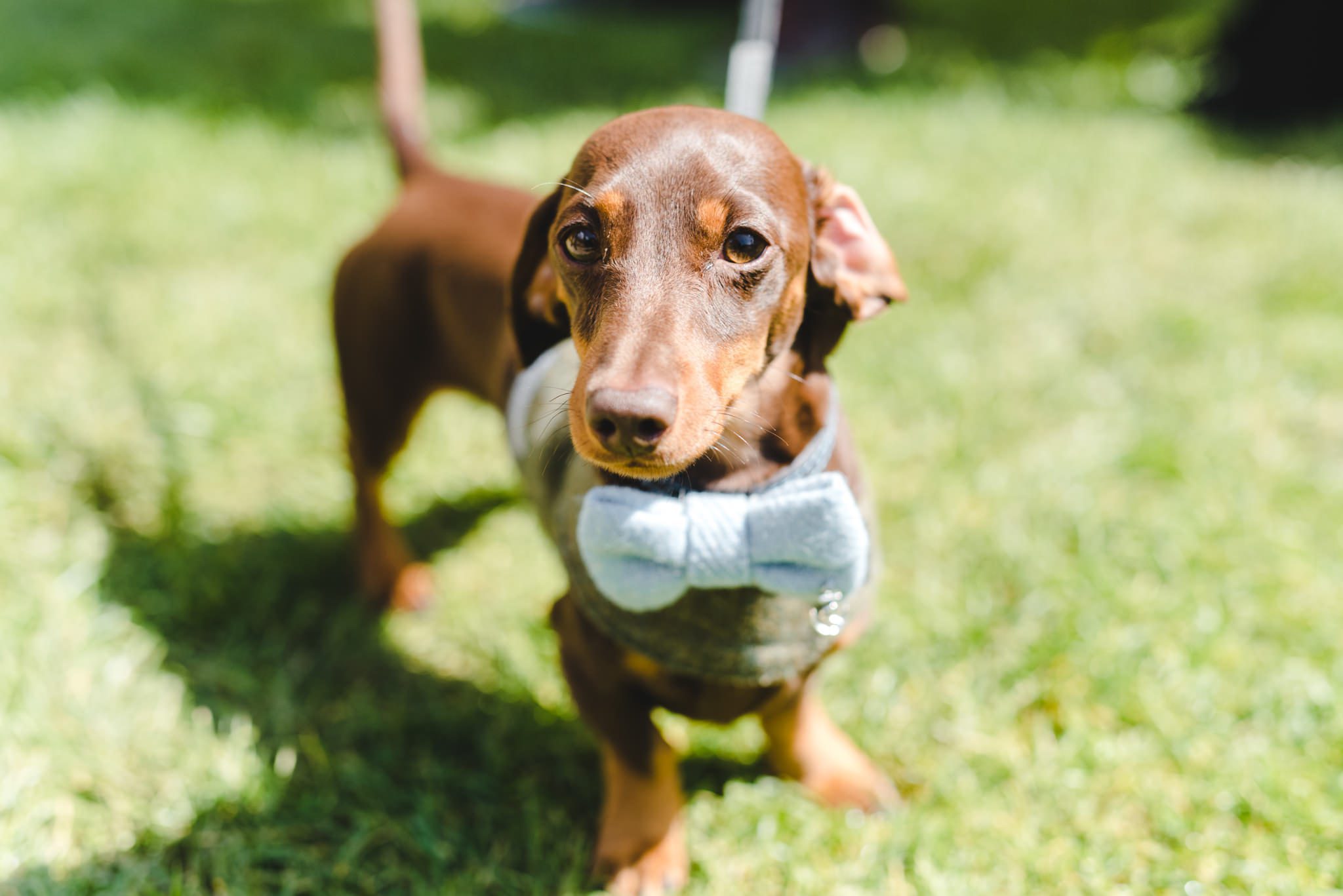 A dachsund ina bow tie at a wedding in Gloucestershire