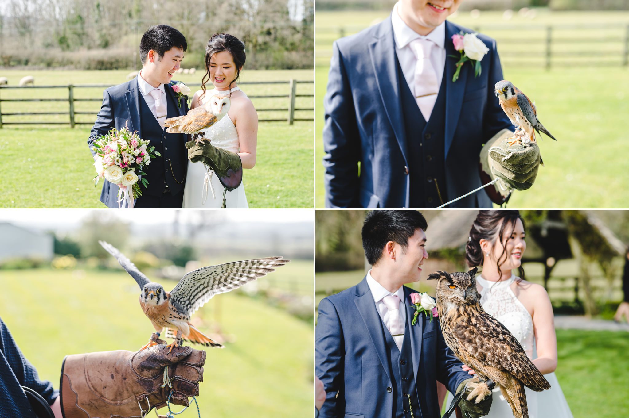 Birds of prey at a wedding